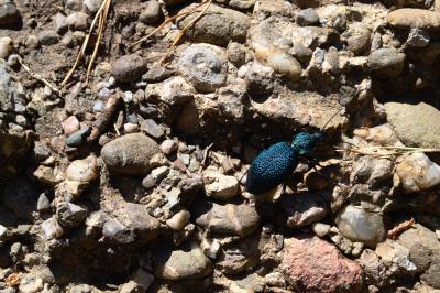 Прикрепленное изображение: DSC_0186.jpg